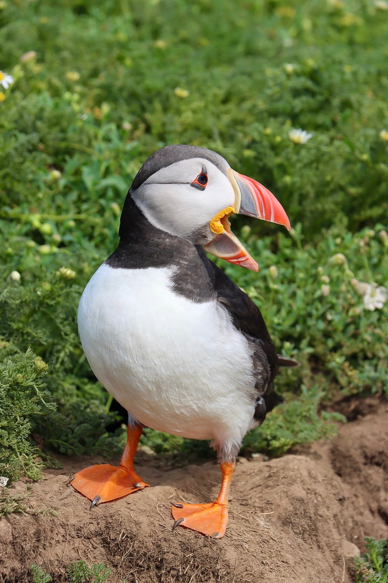 An Atlantic puffin with its beak open stands on the bare earth of a burrow mound among sea campion on Skomer.
